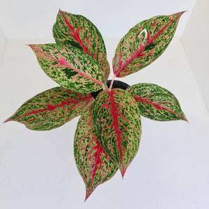 Aglaonema 'Ron's Special'