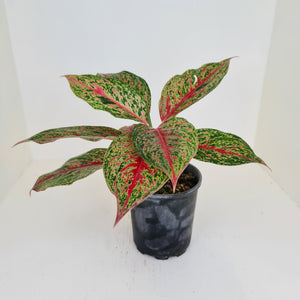 Aglaonema 'Ron's Special'