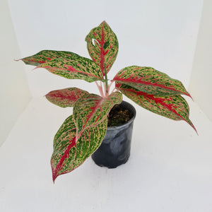 Aglaonema 'Ron's Special'