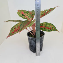 Load image into Gallery viewer, Aglaonema &#39;Ron&#39;s Special&#39;