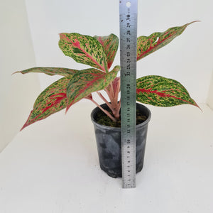 Aglaonema 'Ron's Special'