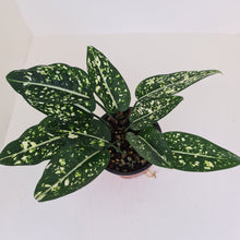 Load image into Gallery viewer, Aglaonema &#39;Galaxy&#39; / &#39;Morodoklok&#39;