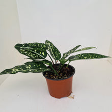 Load image into Gallery viewer, Aglaonema &#39;Galaxy&#39; / &#39;Morodoklok&#39;
