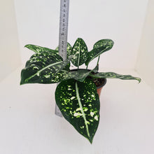 Load image into Gallery viewer, Aglaonema &#39;Galaxy&#39; / &#39;Morodoklok&#39;