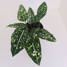 Load image into Gallery viewer, Aglaonema &#39;Galaxy&#39; / &#39;Morodoklok&#39;