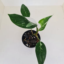 Load image into Gallery viewer, Philodendron White Princess