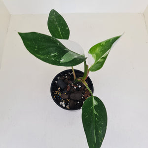 Philodendron White Princess