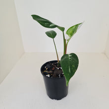 Load image into Gallery viewer, Philodendron White Princess