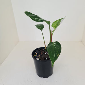 Philodendron White Princess