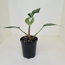 Load image into Gallery viewer, Philodendron White Princess