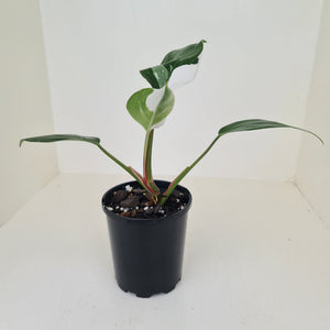 Philodendron White Princess