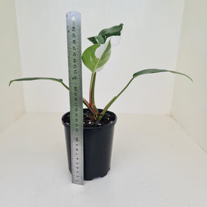 Philodendron White Princess