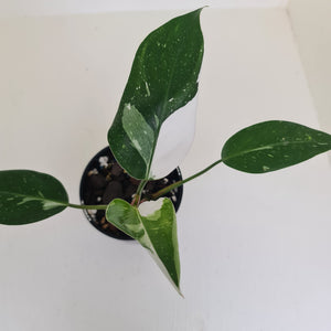 Philodendron White Princess
