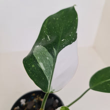 Load image into Gallery viewer, Philodendron White Princess
