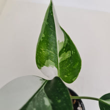 Load image into Gallery viewer, Philodendron White Princess