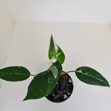Load image into Gallery viewer, Philodendron White Princess