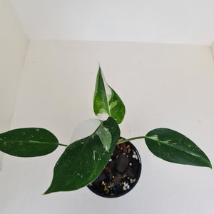 Philodendron White Princess
