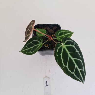 #1 Anthurium Crystallinum Hybrid