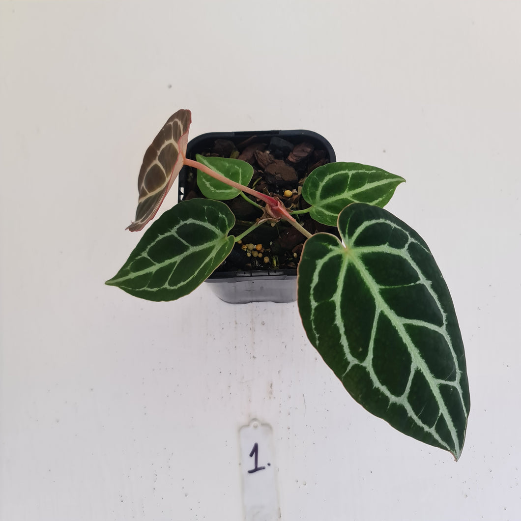 #1 Anthurium Crystallinum Hybrid