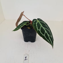 Load image into Gallery viewer, #1 Anthurium Crystallinum Hybrid