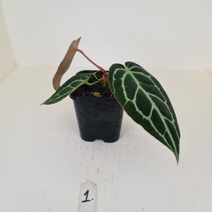 #1 Anthurium Crystallinum Hybrid