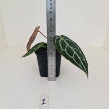 Load image into Gallery viewer, #1 Anthurium Crystallinum Hybrid