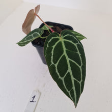 Load image into Gallery viewer, #1 Anthurium Crystallinum Hybrid