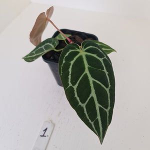 #1 Anthurium Crystallinum Hybrid