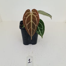 Load image into Gallery viewer, #1 Anthurium Crystallinum Hybrid