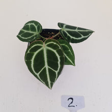 Load image into Gallery viewer, #2 Anthurium Crystallinum Hybrid