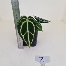 Load image into Gallery viewer, #2 Anthurium Crystallinum Hybrid