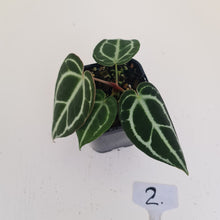Load image into Gallery viewer, #2 Anthurium Crystallinum Hybrid
