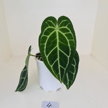 Load image into Gallery viewer, #4 Anthurium Crystallinum Hybrid