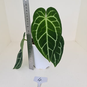 #4 Anthurium Crystallinum Hybrid