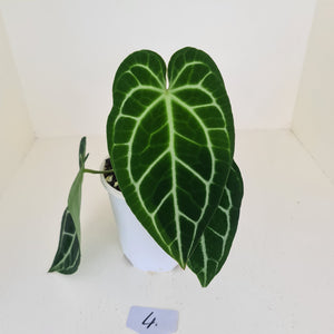 #4 Anthurium Crystallinum Hybrid