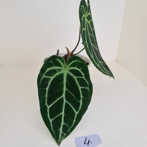 #4 Anthurium Crystallinum Hybrid