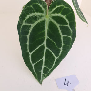 #4 Anthurium Crystallinum Hybrid