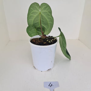 #4 Anthurium Crystallinum Hybrid