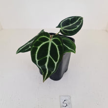 Load image into Gallery viewer, #5 Anthurium Crystallinum Hybrid