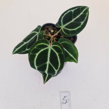 Load image into Gallery viewer, #5 Anthurium Crystallinum Hybrid