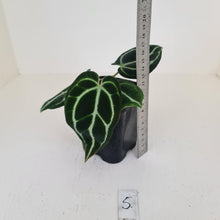 Load image into Gallery viewer, #5 Anthurium Crystallinum Hybrid