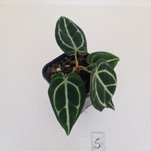 Load image into Gallery viewer, #5 Anthurium Crystallinum Hybrid