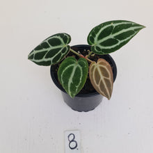 Load image into Gallery viewer, #8 Anthurium Crystallinum Hybrid