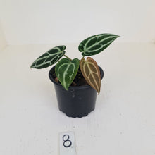 Load image into Gallery viewer, #8 Anthurium Crystallinum Hybrid