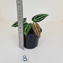 Load image into Gallery viewer, #8 Anthurium Crystallinum Hybrid