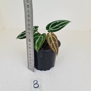 #8 Anthurium Crystallinum Hybrid