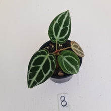 Load image into Gallery viewer, #8 Anthurium Crystallinum Hybrid