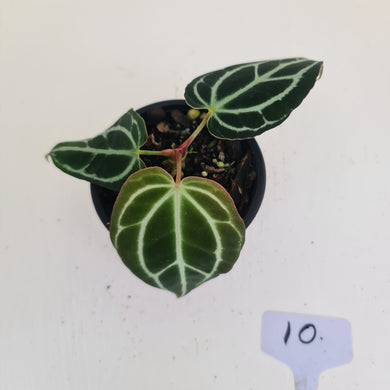 #10 Anthurium Crystallinum Hybrid