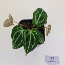 Load image into Gallery viewer, #11 Anthurium Crystallinum Hybrid - 2 x heads