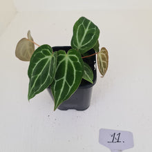 Load image into Gallery viewer, #11 Anthurium Crystallinum Hybrid - 2 x heads